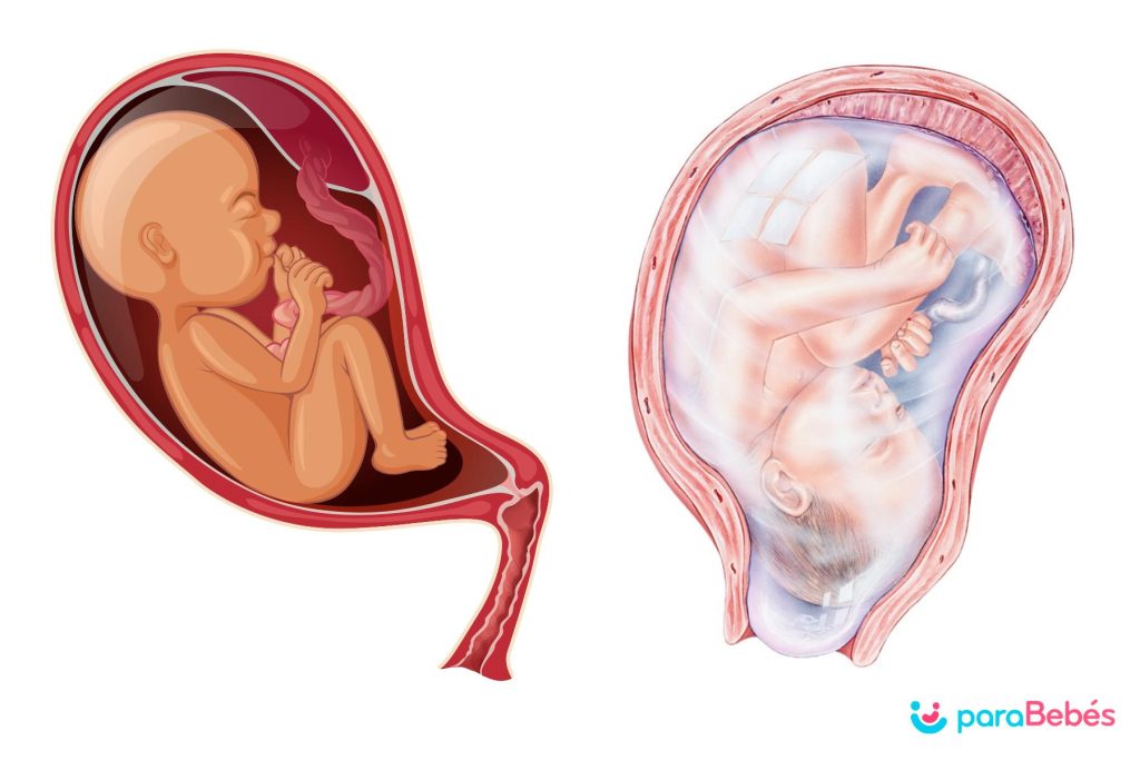 Para que semana o bebê pode se virar na gravidez?