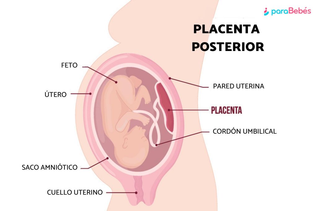 Placenta posterior: o que é