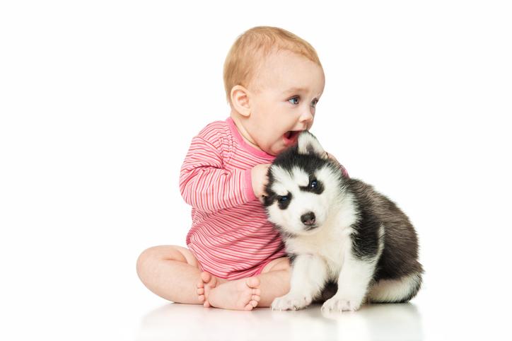 Um bebê recém -nascido pode estar perto de um cachorro?